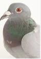 Talking pigeon 