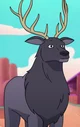 Elk