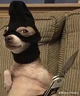 Criminal dog