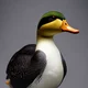 Duck app virus