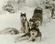 Sled dog RPG
