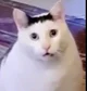 Huh cat