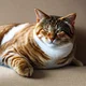 fat lazy cat