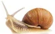 Death Snail