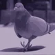 DaveThePigeon