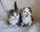 Twin kittens 
