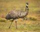 emu