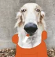 Borzoi us papyrus