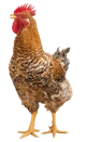 Pollo mascota 