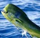 Mahi Mahi