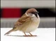 fat small sparrow
