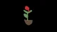 Organ flower