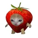 Frutilla cat