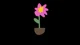 Tendral Flower