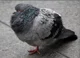 fat pigeon