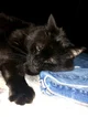 Gary the cat