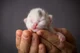 Newborn Kitten