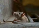 Life in the Sewers
