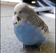 fat parrot
