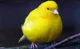 fat canary