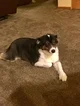 Sandy the dog