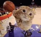Ballin Cat