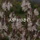 Asphodel Inc