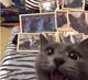 Photo Cat