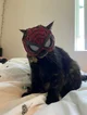 SpiderCat