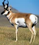 Pronghorn