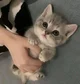 Gatito bebe asustado