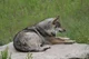 Wolf Therian Boy