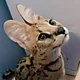 Serval