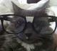 Nerd Cat