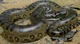 Green Anaconda