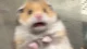 Screaming hamster