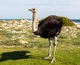 Ostrich 