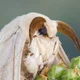 Parasitic Silk Moths