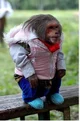 Monkey