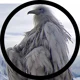 Opium Bird