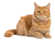 Orange Cat