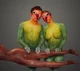 Human love birds