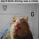 Drunk Driving Cat