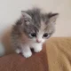 Gatito bebe perdido