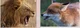 Lion Vs Fox