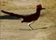 A road runner 
