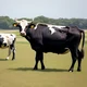 Become a mother cow
