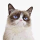 grumpy cat