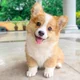 Corgi