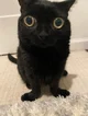 yoinky sploinky